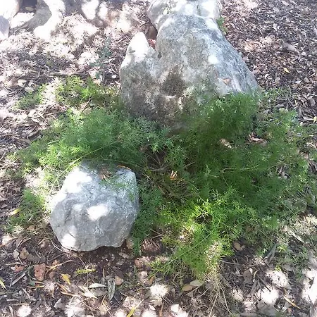 Διαμέρισμα Olive Garden Poljica (Trogir)