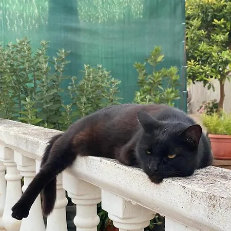 Lägenhet Olive Garden Poljica (Trogir)